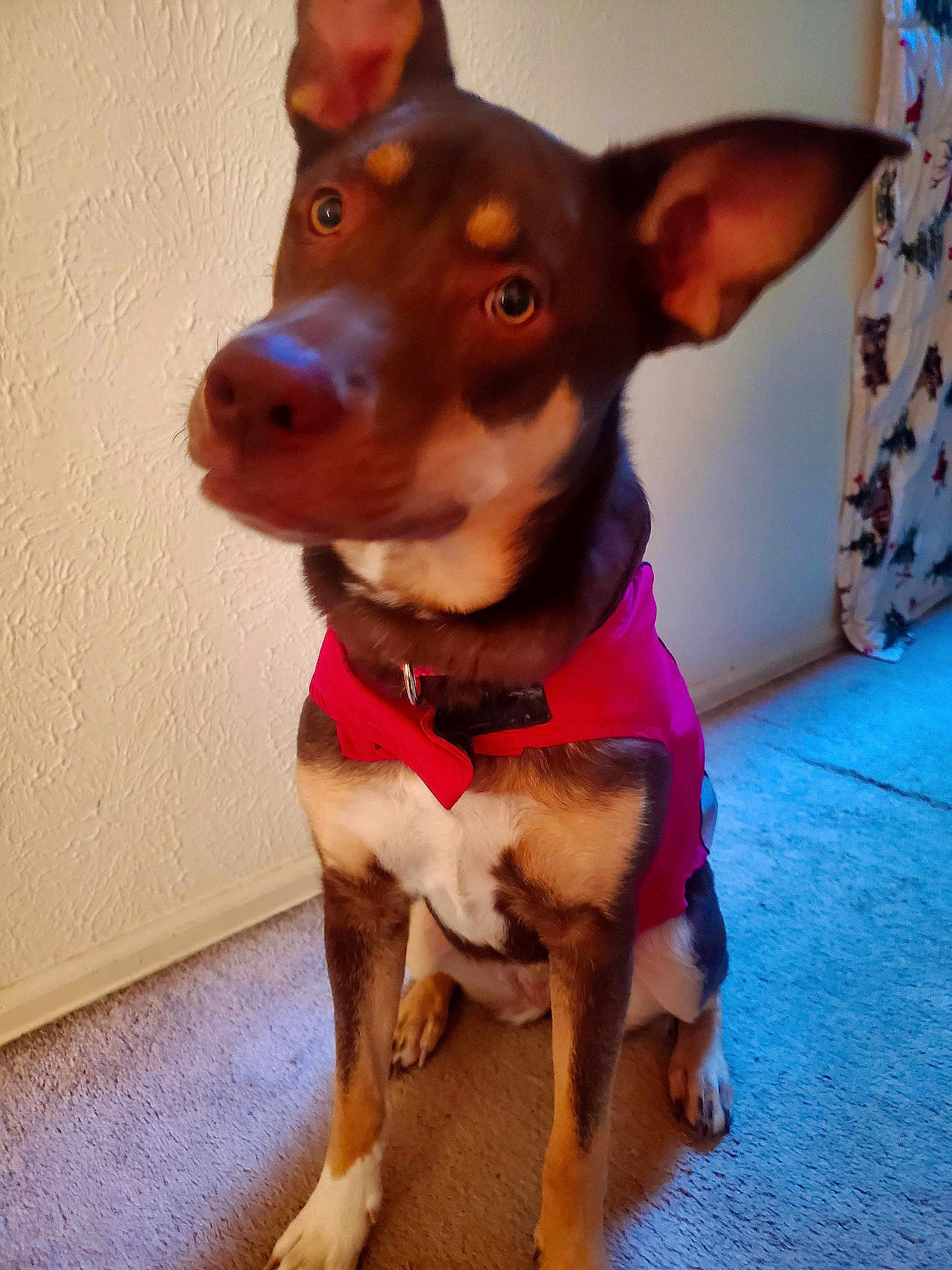 Maple Bacon Berry Bits