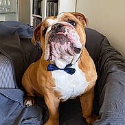 Tyméo participe au concours pour gagner de l'argent avec cette photo : animal, bow_tie, brown, bulldog, canine, closeup, couch, cozy, cute, dog, face, furniture, home, indoor, living_room, paw, pet, portrait, sitting, white