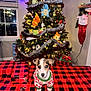 Bambú is registered to the contest to win money with this photo: animal, christmas_tree, cute, decorations, dog, festive, gift_wrap, holiday, indoor, lights, ornaments, plaid, plush_toys, present, puppy, stocking, sweater, table, tinsel, window