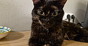 Tina a rejoint le concours — aidez-le/la à gagner de superbes lots ! cat, tortoiseshell_cat, feline, pet, animal, portrait, close_up, staring, green_eyes, whiskers, ears, fur, black_fur, brown_fur, indoor, table, bowl, kitchen, home, photography