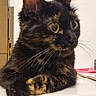 Tina a rejoint le concours — aidez-le/la à gagner de superbes lots ! cat, tortoiseshell_cat, pet, animal, feline, close_up, portrait, sitting, crossed_paws, whiskers, large_ears, green_eyes, indoor, bathroom, countertop, wall, telephone, string_lights, black_fur, brown_fur