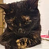 cat, tortoiseshell_cat, pet, animal, feline, grumpy, serious, sitting, paws, crossed_paws, whiskers, ears, fur, black_fur, orange_patches, portrait, indoors, windowsill, home, closeup