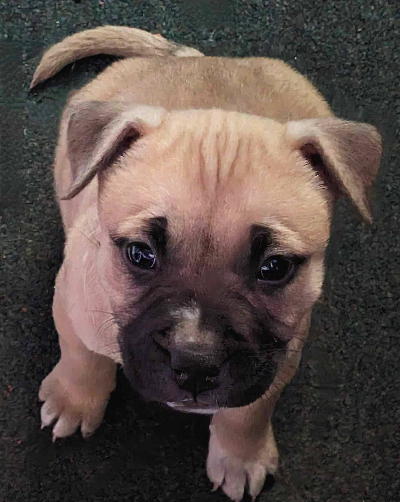 Abby is registered to the contest to win money with this photo: ancient_dog_breeds, bulldog, canidae, carnivore, companion_dog, dog, dog_breed, dog_supply, fawn, fur, non_sporting_group, pug, puppy_love, snout, sporting_group, terrestrial_animal, toy_dog, whiskers, working_animal, wrinkle