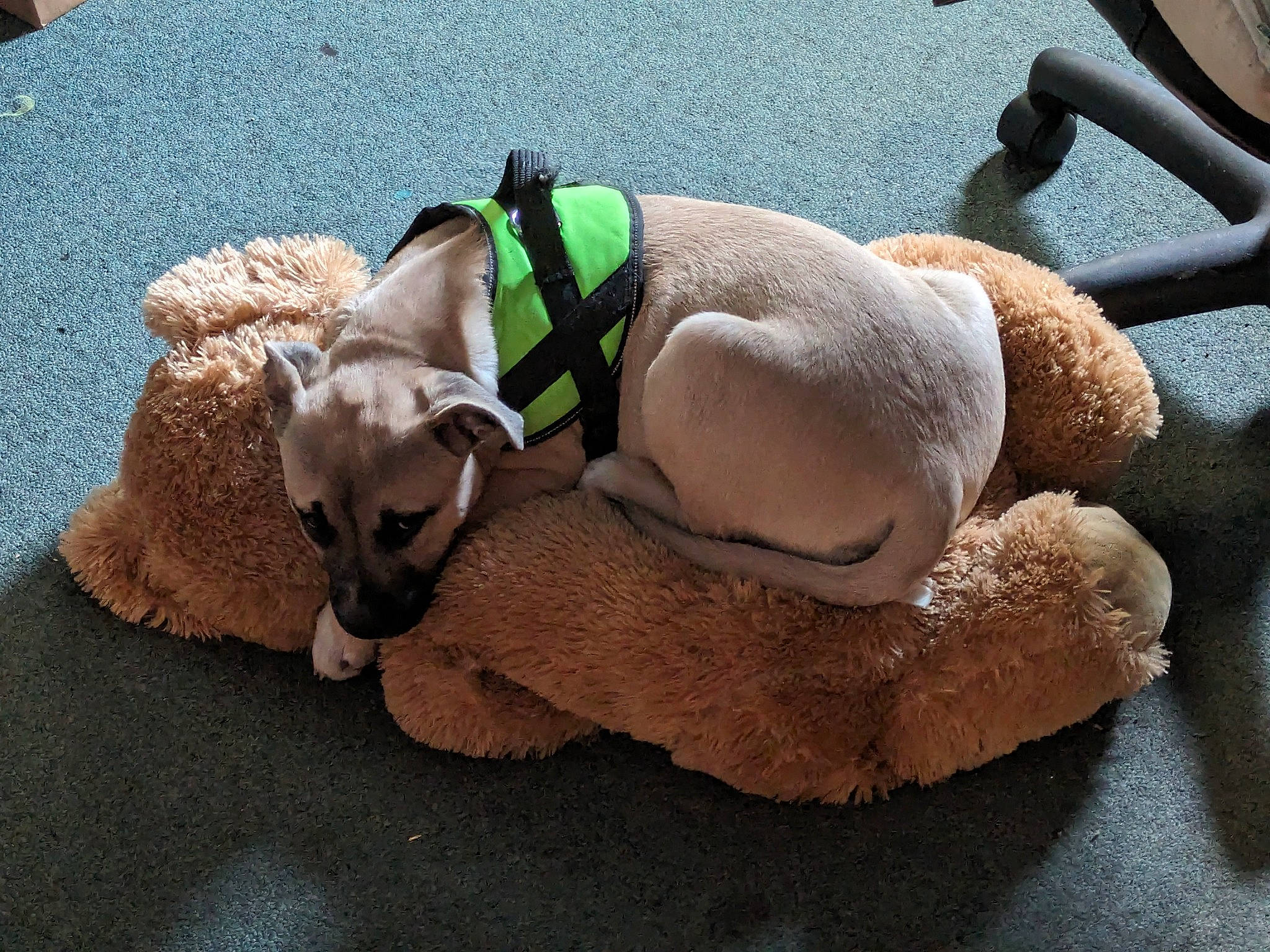 Abby is registered to the contest to win money with this photo: canidae, carnivore, comfort, companion_dog, dog, dog_breed, dog_supply, fawn, fur, mammal, paw, pet_supply, plush, snout, sporting_group, stuffed_toy, tail, terrestrial_animal, toy, working_animal