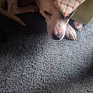 Goliath is registered to the contest to win money with this photo: dog, blanket, carpet, pillow, resting, indoor, animal, pet, fur, paw, snout, cozy, sleepy, relaxed, pattern, texture, home, comfort, closeup, shaded