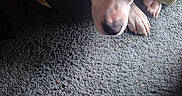 Goliath is registered to the contest to win money with this photo: animal, blanket, carpet, closeup, comfort, cozy, dog, fur, home, indoor, pattern, paw, pet, pillow, relaxed, resting, shaded, sleepy, snout, texture