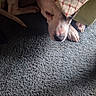 dog, blanket, carpet, pillow, resting, indoor, animal, pet, fur, paw, snout, cozy, sleepy, relaxed, pattern, texture, home, comfort, closeup, shaded