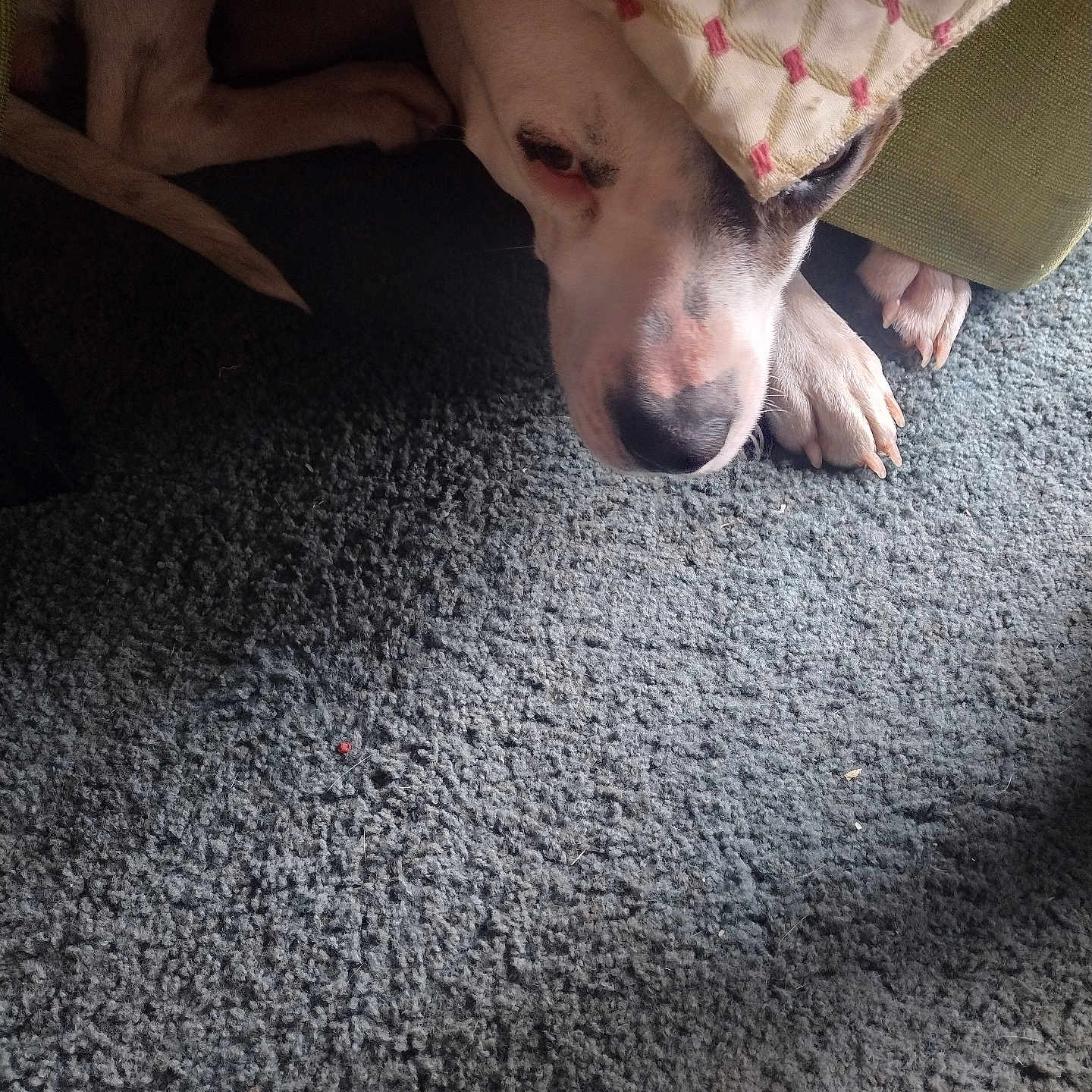 Goliath is registered to the contest to win money with this photo: dog, blanket, carpet, pillow, resting, indoor, animal, pet, fur, paw, snout, cozy, sleepy, relaxed, pattern, texture, home, comfort, closeup, shaded