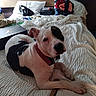 Goliath joined the competition — help win amazing prizes! animal, bag, bed, bedroom, black_and_white_dog, casual, collar, digital_photo, dog, indoor, leash, pet, phone_interface, pillow, relaxed, resting, rumpled_bed, screenshot, timestamp, white_bedspread