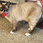 Carmine joined the competition — help win amazing prizes! cat, siamese_cat, toy, red_ball, carpet, indoor, pet, animal, feline, playful, curious, standing, white_paws, brown_fur, household, bed_frame, background, domestic, alert, mischievous