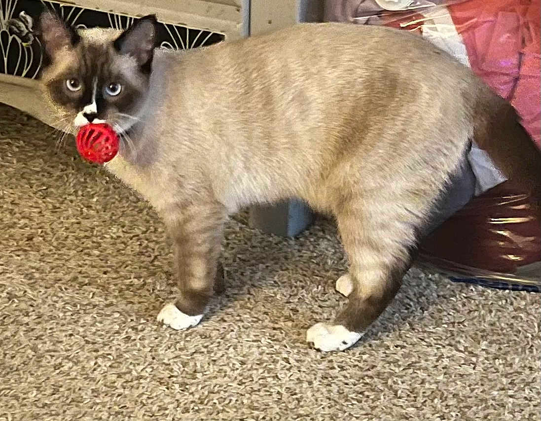 Carmine joined the competition — help win amazing prizes! cat, siamese_cat, toy, red_ball, carpet, indoor, pet, animal, feline, playful, curious, standing, white_paws, brown_fur, household, bed_frame, background, domestic, alert, mischievous