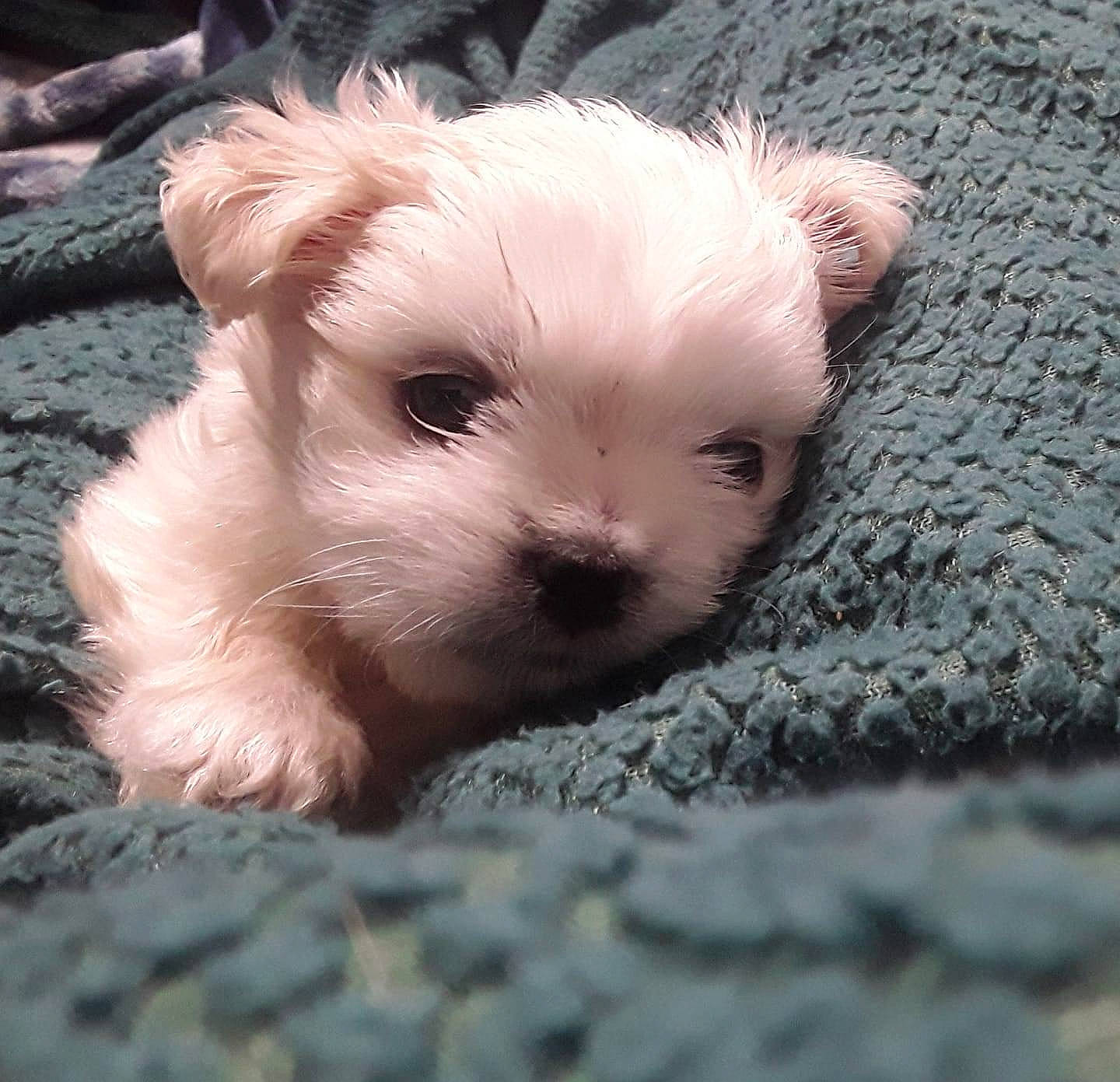 Gertrude joined the competition — help win amazing prizes! carnivore, fawn, kitten, linens, pink, puppy, skin, snout, stuffed_toy, toy, toy_dog, woven_fabric