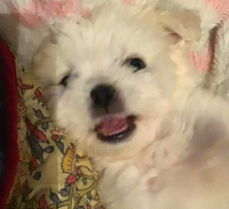 Gertrude is registered to the contest to win money with this photo: bichon, bichon_frise, canidae, carnivore, companion_dog, dog, dog_breed, fur, maltepoo, mammal, non_sporting_group, puppy, small_terrier, snout, tongue, toy_dog, vertebrate, white, working_animal, working_dog