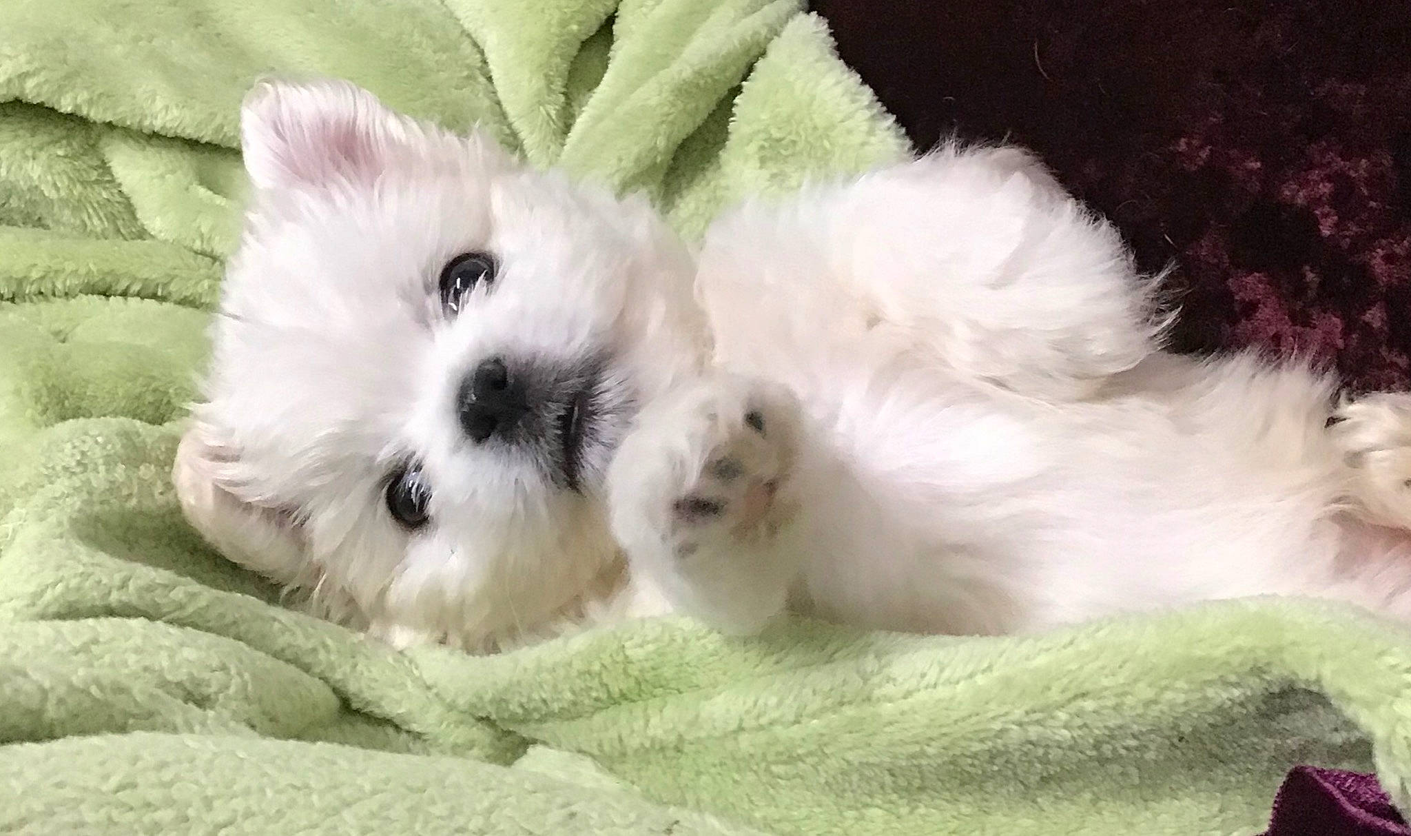 Gertrude joined the competition — help win amazing prizes! bichon, bichon_frise, canidae, carnivore, companion_dog, dog, dog_breed, fur, linens, mal_shi, maltepoo, non_sporting_group, puppy, small_terrier, stuffed_toy, toy_dog, vertebrate, working_animal, working_dog