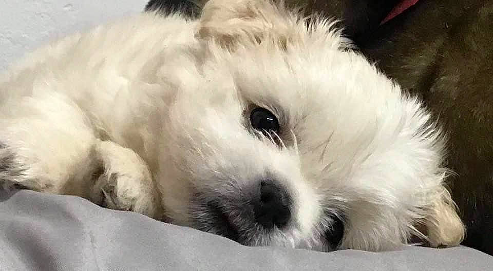 Gertrude joined the competition — help win amazing prizes! canidae, carnivore, companion_dog, dog, dog_breed, fur, natural_material, non_sporting_group, snout, toy_dog, vertebrate, working_animal, working_dog