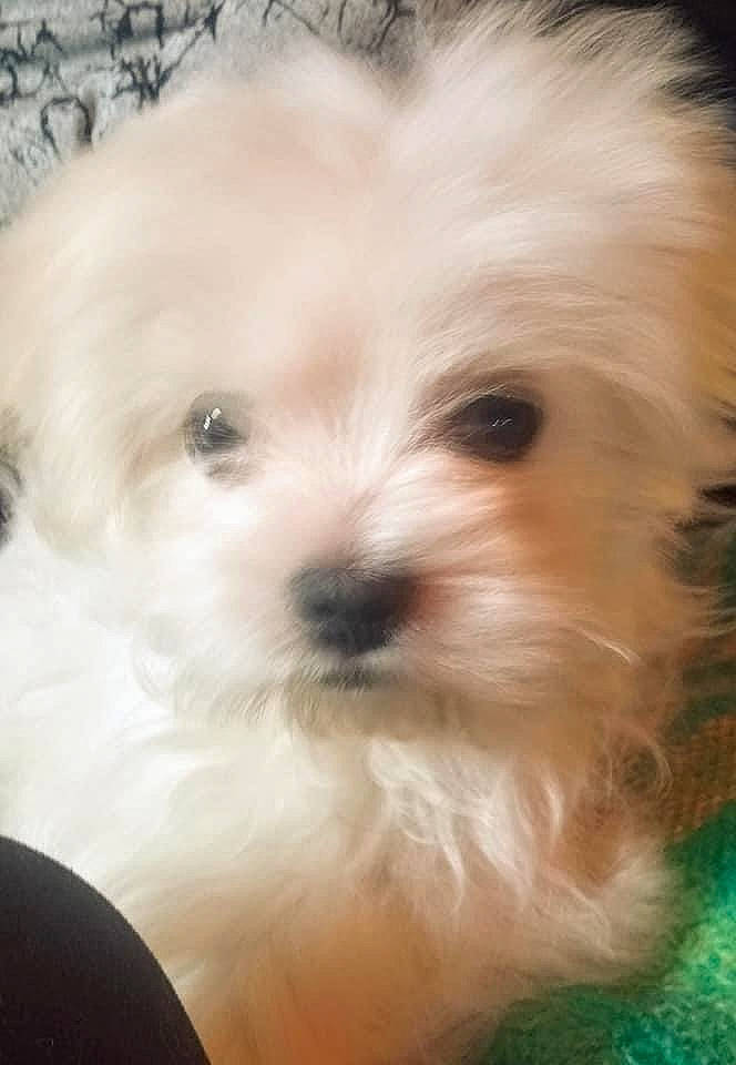 Gertrude is registered to the contest to win money with this photo: bichon, bolognese, canidae, carnivore, companion_dog, dog, dog_breed, fur, mal_shi, maltepoo, maltese, mammal, non_sporting_group, puppy, shih_poo, small_terrier, snout, toy_dog, vertebrate, working_animal