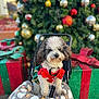 Pepper joined the competition — help win amazing prizes! bokeh, christmas_tree, cute, dog, dog_clothing, festive_outfit, fluffy, gift_box, harness, holiday_decor, leash, ornament, outdoor, paws, pet, pet_bed, portrait, small_dog, stroller, white_and_gray