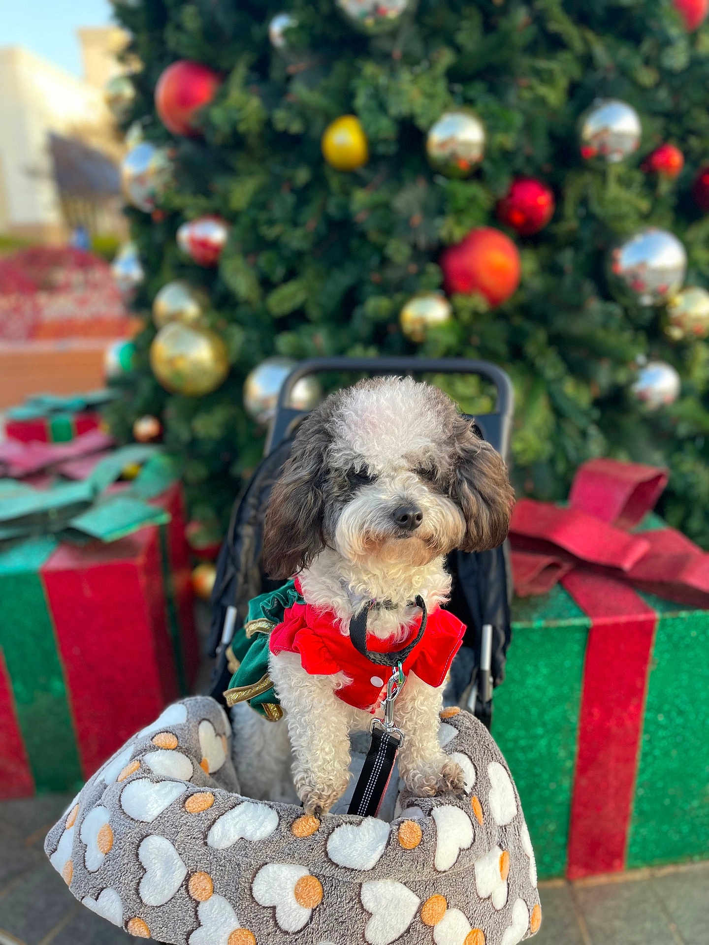 Pepper joined the competition — help win amazing prizes! bokeh, christmas_tree, cute, dog, dog_clothing, festive_outfit, fluffy, gift_box, harness, holiday_decor, leash, ornament, outdoor, paws, pet, pet_bed, portrait, small_dog, stroller, white_and_gray