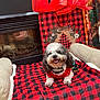 Pepper joined the competition — help win amazing prizes! blanket, buffalo_plaid, christmas_theme, cozy, cushion, dog, festive_outfit, fireplace, fur, gift_bag, holiday_decor, indoor, lights, pet, red_black_pattern, reflection, small_dog, smiling_dog, tongue_out, wood_paneling