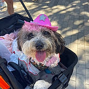 Pepper is registered to the contest to win money with this photo: closeup, costume, cowboy_hat, dog, festive, fluffy, leash, outdoors, pavement, people_legs, pet, pink_hat, playful, portrait, shadow, small_dog, stroller, sunlight, tongue_out, toy