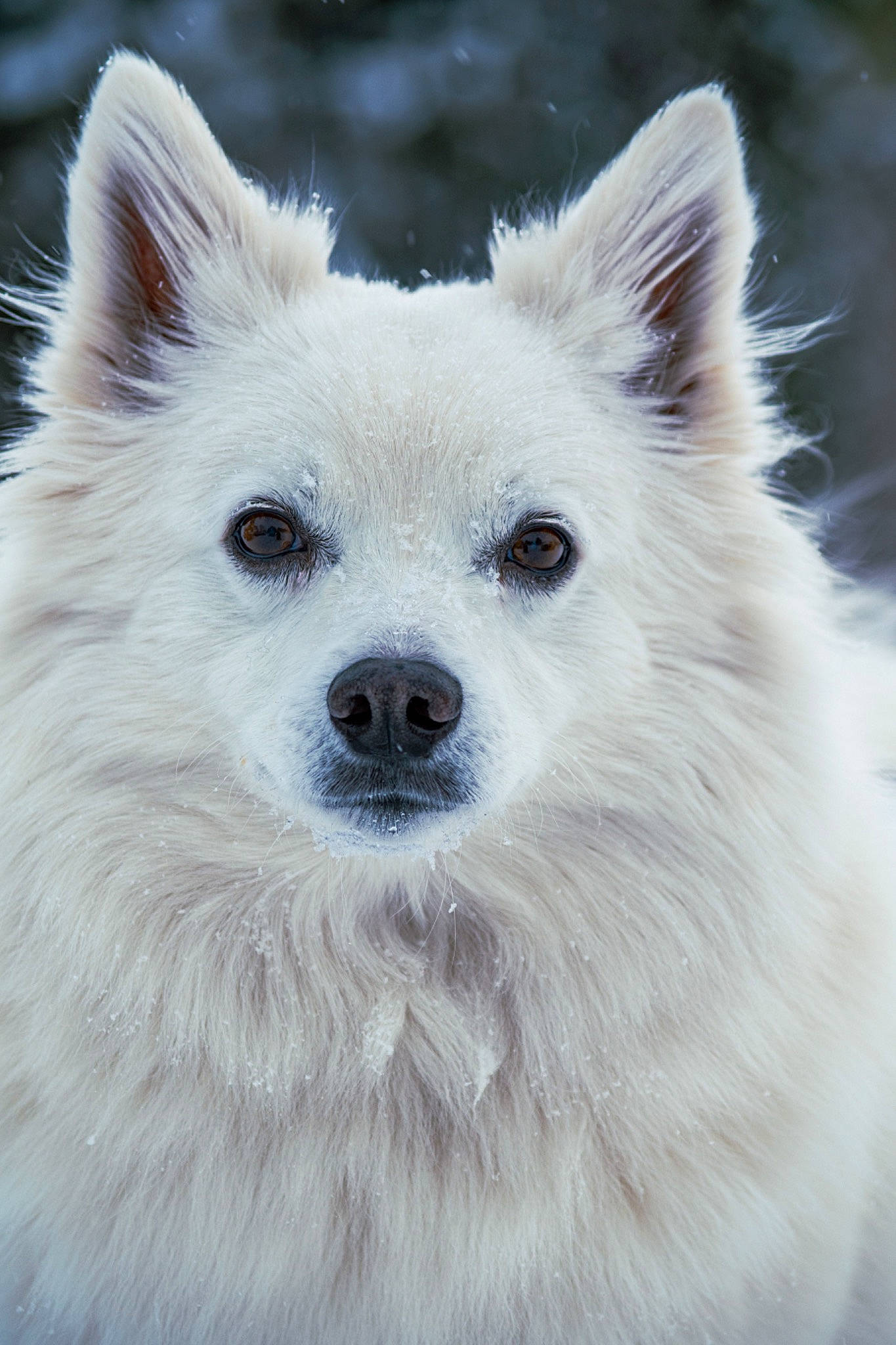 Inigo joined the competition — help win amazing prizes! ancient_dog_breeds, canidae, carnivore, companion_dog, corgi_chihuahua, dog, dog_breed, eye, fur, head, japanese_spitz, non_sporting_group, samoyed, snout, sporting_group, terrestrial_animal, volpino_italiano, whiskers, working_animal