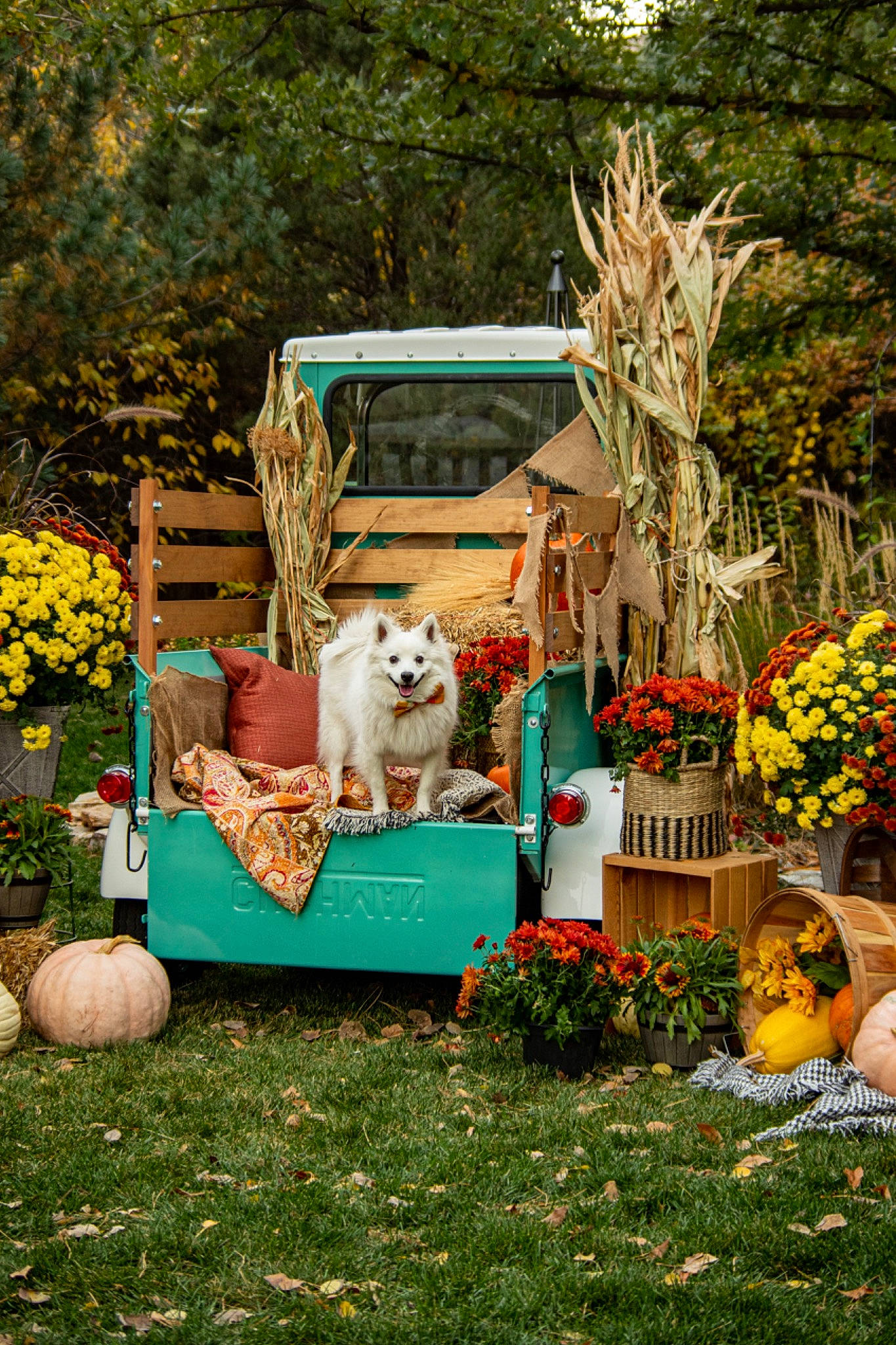 Inigo joined the competition — help win amazing prizes! calabaza, carnivore, chair, companion_dog, dog, event, fawn, flower, flowerpot, grass, landscape, lawn, lawn_ornament, leisure, outdoor_furniture, plant, pumpkin, shrub, toy, tree