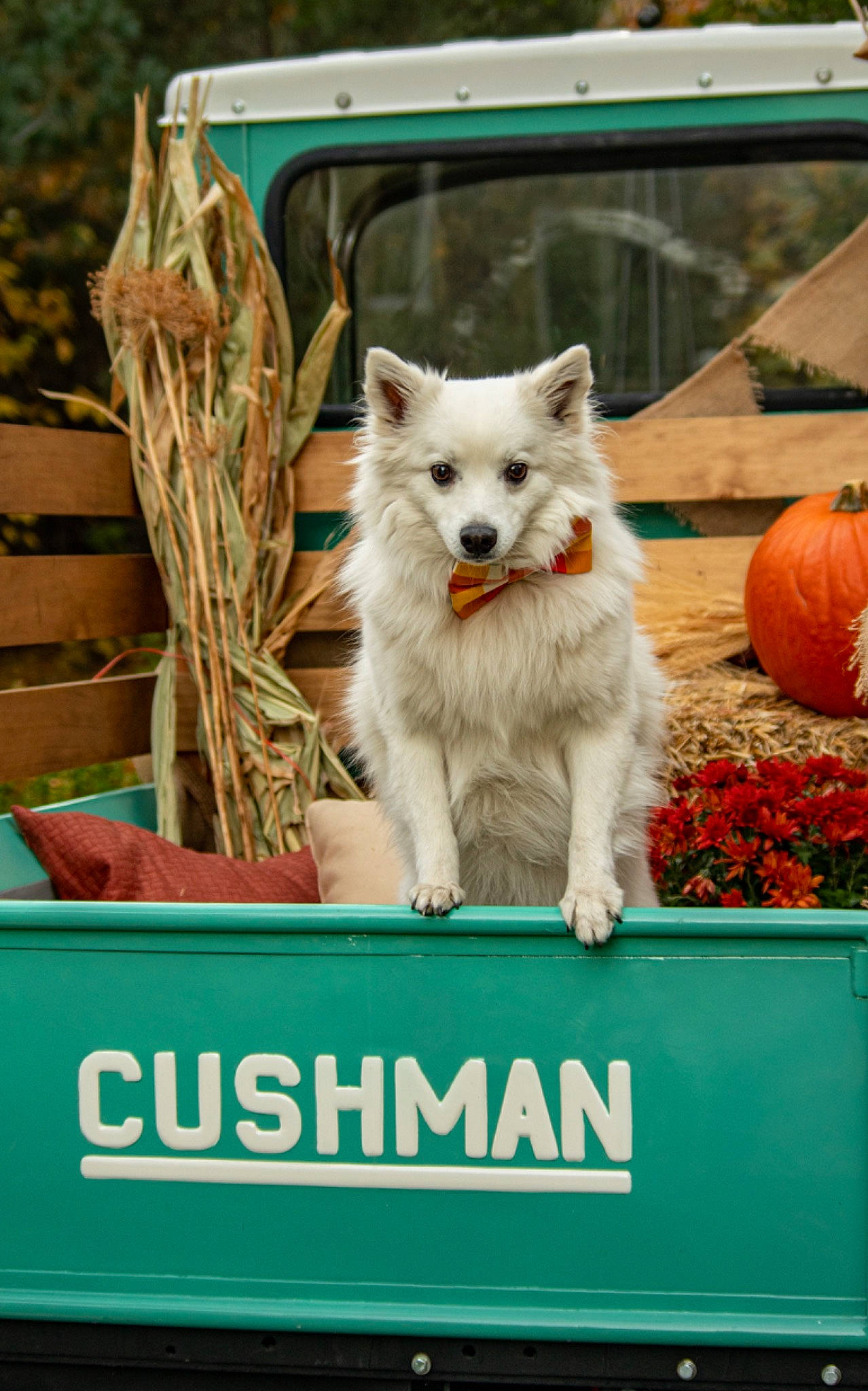 Inigo is registered to the contest to win money with this photo: basket, calabaza, canidae, carnivore, companion_dog, dog, dog_breed, flowerpot, fur, houseplant, photo_caption, plant, pumpkin, sporting_group, tail, terrestrial_animal, vegetable, wildlife, working_animal, working_dog