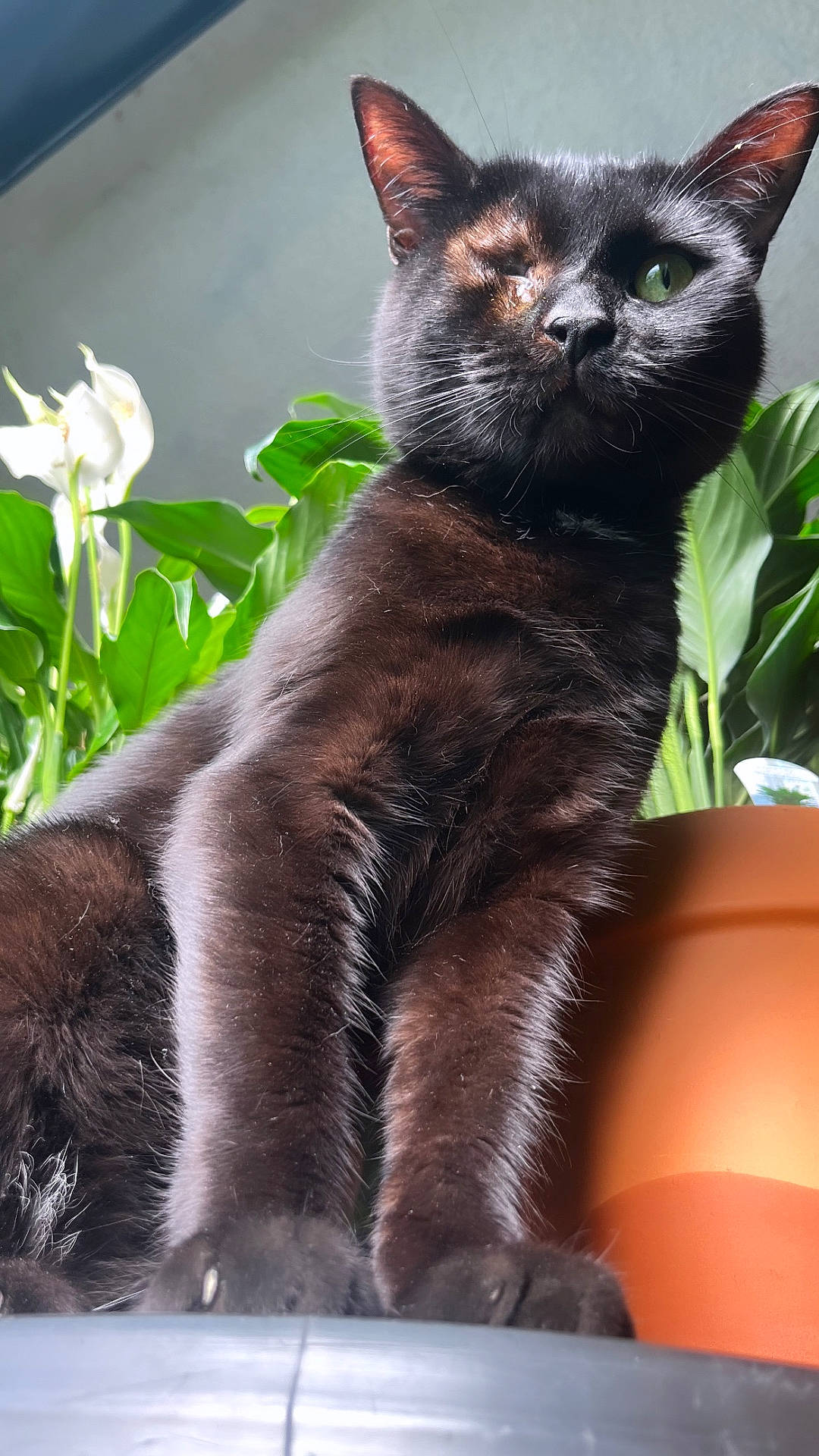 Willie is registered to the contest to win money with this photo: animal, black_cat, cat, close-up, curious, domestic_cat, feline, fur, green_eye, green_leaves, houseplant, indoor_plant, natural_light, one-eyed_cat, pet, plant_pot, portrait, sitting, whiskers, white_flower