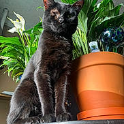 Willie is registered to the contest to win money with this photo: animal, black_cat, cat, close_up, dignified, domestic_animal, feline, flower_pot, green_leaves, indoor, nature, one_eyed_cat, orange_pot, pet, plant, portrait, shiny_fur, sunlight, table, white_flowers
