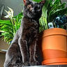 animal, black_cat, cat, close_up, dignified, domestic_animal, feline, flower_pot, green_leaves, indoor, nature, one_eyed_cat, orange_pot, pet, plant, portrait, shiny_fur, sunlight, table, white_flowers