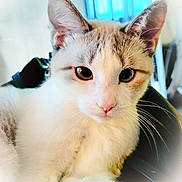 Sapphire Jade is registered to the contest to win money with this photo: cat, kitten, close_up, portrait, whiskers, pink_nose, blue_background, indoor, white_fur, tabby_markings, ears, eyes, pet, domestic_cat, relaxed, sitting, soft_light, vignette, bedroom, fur_texture