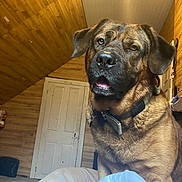 Oakland is registered to the contest to win money with this photo: animal, attentive, bed, brown, canine, collar, curious, dog, domestic, door, ears, fur, furniture, house, indoor, mouth, nose, pet, room, wooden_wall