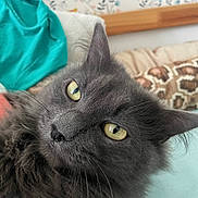 Plume a rejoint le concours — aidez-le/la à gagner de superbes lots ! animal, bed, cat, close_up, comfort, cute, domestic_cat, ear, floral_wallpaper, fluffy, fur, gray_cat, indoor, nose, patterned_pillow, pet, pillow, relaxed, whiskers, yellow_eyes