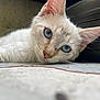 Looping participe au concours pour gagner de l'argent avec cette photo : cat, blue_eyes, white_fur, close_up, pet, animal, laying_down, floor, curious, cute, whiskers, ears, nose, domestic_cat, relaxed, indoor, face, portrait, feline, plant_pot