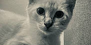 Looping participe au concours pour gagner de l'argent avec cette photo : cat, kitten, close_up, black_and_white, curious, animal, pet, feline, whiskers, ears, fur, indoor, texture, wall, cozy, portrait, young, cute, looking, soft