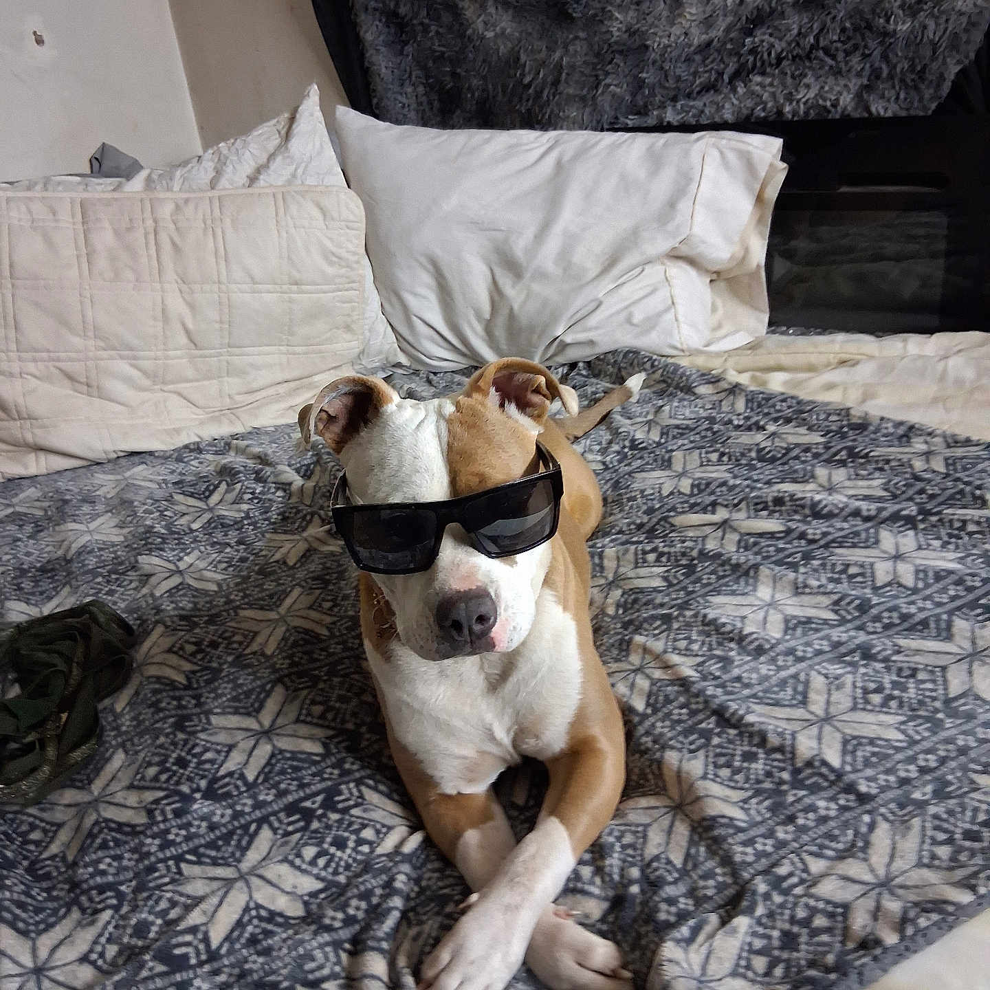 Dymond is registered to the contest to win money with this photo: accessory, animal, bed, blanket, brown_and_white_dog, canine, comfortable, cool, crossed_paws, dog, domestic_animal, fur, household, indoor, laying_down, pet, pillow, relaxed, resting, sunglasses