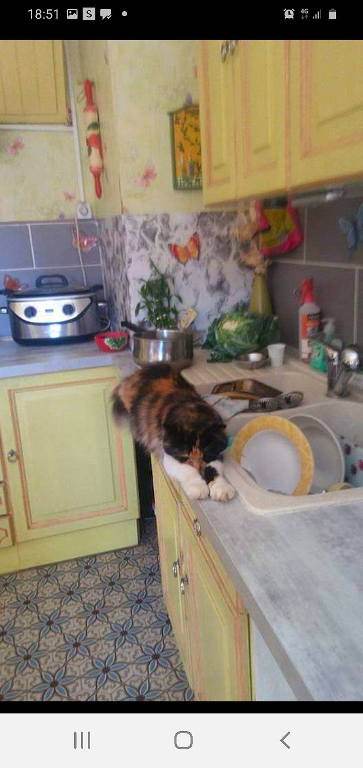 Doudoune participe au concours pour gagner de l'argent avec cette photo : cabinetry, carnivore, cat, cooktop, felidae, floor, flooring, gas_stove, hardwood, home_appliance, interior_design, kitchen, major_appliance, picture_frame, property, shelving, small_to_medium_sized_cats, tail, whiskers, wood