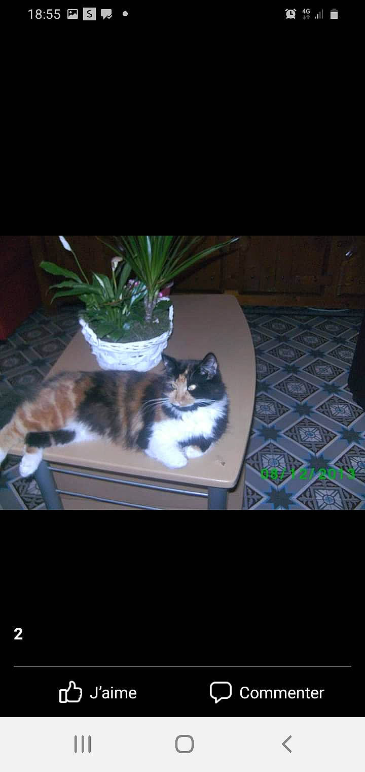 Doudoune a rejoint le concours — aidez-le/la à gagner de superbes lots ! carnivore, cat, comfort, darkness, felidae, floor, flooring, flowerpot, grey, hardwood, houseplant, mammal, plant, rectangle, small_to_medium_sized_cats, tail, textile, tree, whiskers, wood