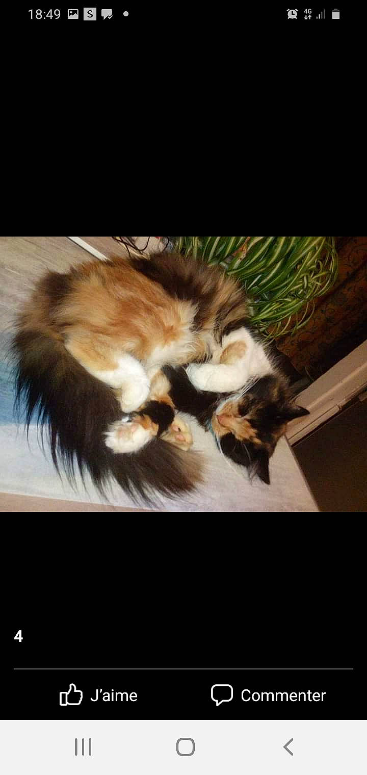 Doudoune participe au concours pour gagner de l'argent avec cette photo : carnivore, cat, cloud, comfort, companion_dog, dog_breed, domestic_short_haired_cat, fawn, felidae, fur, paw, photo_caption, plant, sky, small_to_medium_sized_cats, snout, tail, tints_and_shades, whiskers, wood