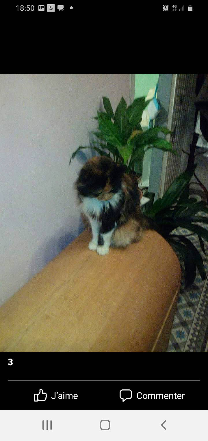 Doudoune a rejoint le concours — aidez-le/la à gagner de superbes lots ! canidae, carnivore, companion_dog, dog, dog_breed, felidae, flooring, flowerpot, fur, hardwood, herding_dog, houseplant, plant, small_to_medium_sized_cats, sporting_group, tail, terrestrial_animal, toy_dog, whiskers, wood