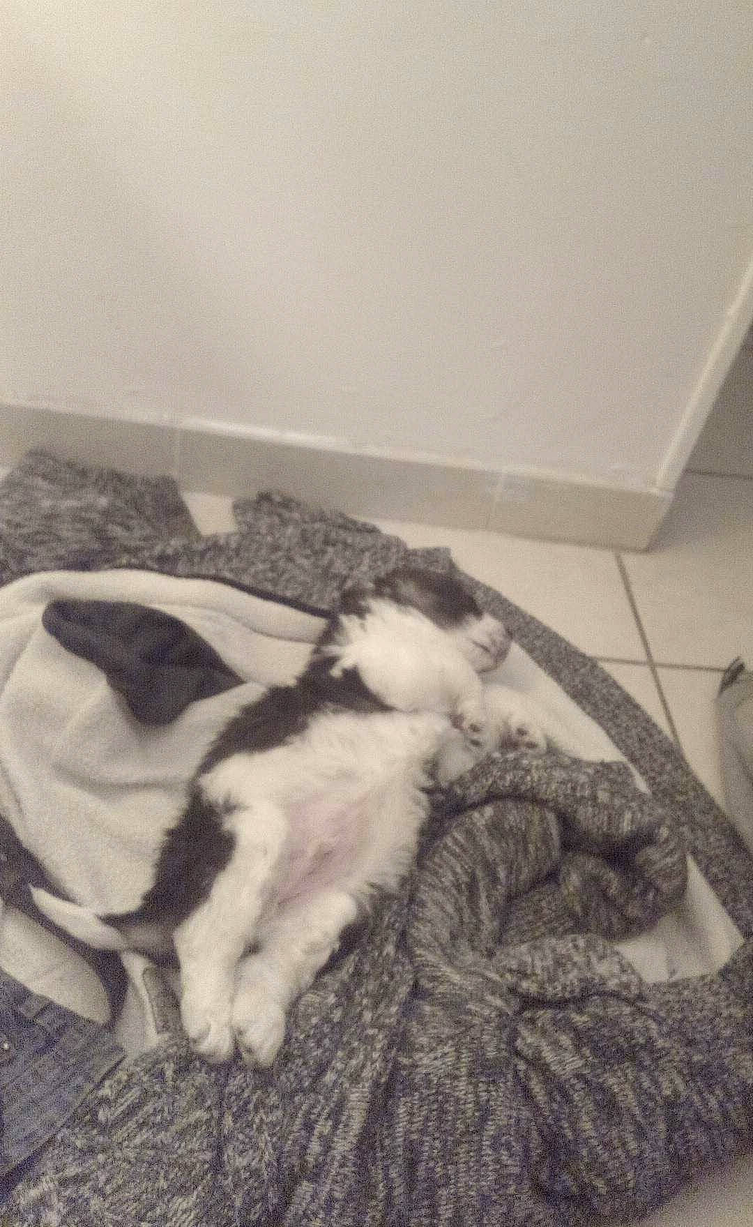 Filou participe au concours pour gagner de l'argent avec cette photo : bedding, carnivore, cat, comfort, companion_dog, dog_breed, felidae, flooring, fur, hardwood, linens, monochrome, monochrome_photography, room, small_to_medium_sized_cats, sporting_group, tail, whiskers, wood, wool