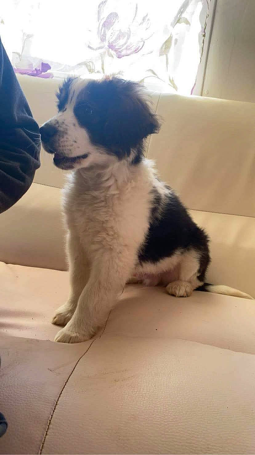 Filou participe au concours pour gagner de l'argent avec cette photo : canidae, carnivore, chair, companion_dog, dog, dog_breed, fur, gun_dog, non_sporting_group, puppy, snout, sporting_group, tail, toy_dog, working_animal, working_dog