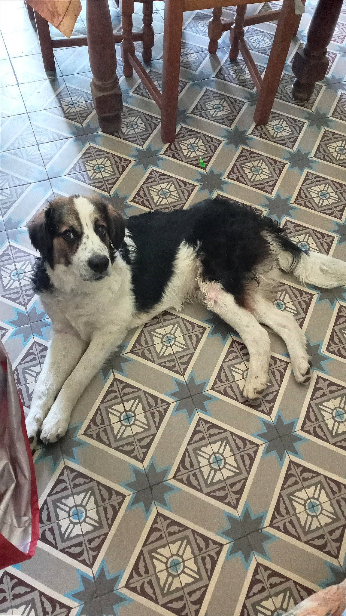 Filou participe au concours pour gagner de l'argent avec cette photo : carnivore, chair, companion_dog, dog, dog_breed, flooring, fur, gun_dog, mammal, pattern, sporting_group, vertebrate, working_dog