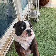Rebel is registered to the contest to win money with this photo: dog, boston_terrier, pet, animal, porch, grass, wicker, plant_stand, curious, wide_eyes, black_and_white, paws, person, outdoor, concrete, door, window, hose, garden_tools, expression