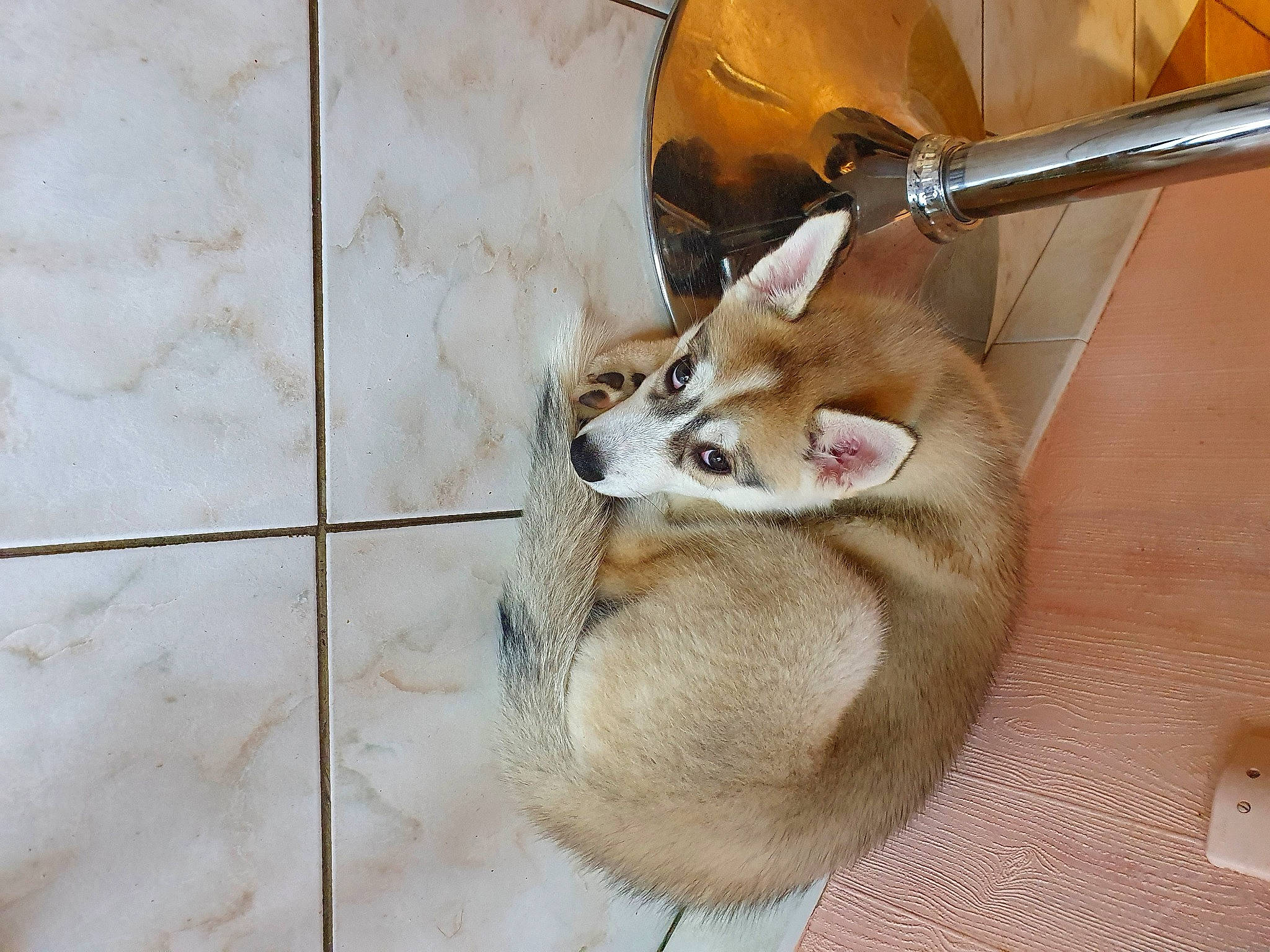 Talya participe au concours pour gagner de l'argent avec cette photo : canidae, carnivore, collar, comfort, companion_dog, dog_breed, fawn, felidae, fur, metal, musical_instrument, paw, pet_supply, small_to_medium_sized_cats, snout, tail, terrestrial_animal, whiskers, wildlife, wood