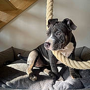 Venus participe au concours pour gagner de l'argent avec cette photo : puppy, dog, black_and_white, rope, bed, gray, sunlight, shadow, wooden_stairs, indoor, pet, animal, curious, fur, young, cozy, resting, playful, portrait, home