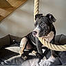 puppy, dog, black_and_white, rope, bed, gray, sunlight, shadow, wooden_stairs, indoor, pet, animal, curious, fur, young, cozy, resting, playful, portrait, home