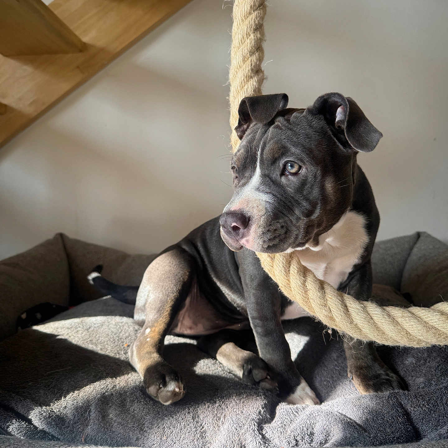 Venus participe au concours pour gagner de l'argent avec cette photo : puppy, dog, black_and_white, rope, bed, gray, sunlight, shadow, wooden_stairs, indoor, pet, animal, curious, fur, young, cozy, resting, playful, portrait, home