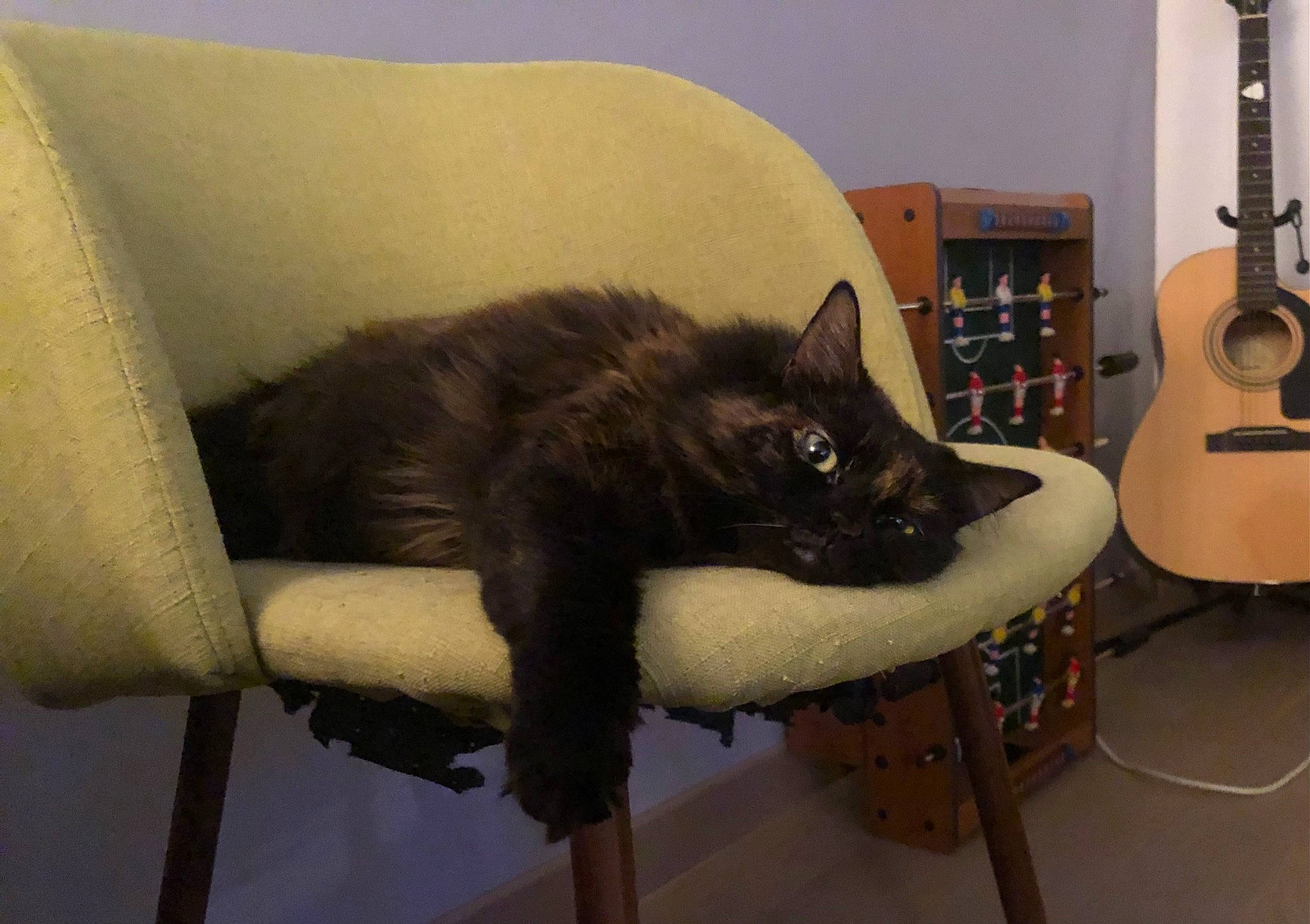 Aloha participe au concours pour gagner de l'argent avec cette photo : carnivore, cat, cat_bed, chair, comfort, electronic_musical_instrument, felidae, furniture, guitar, guitar_accessory, hardwood, musical_instrument, plucked_string_instruments, small_to_medium_sized_cats, string_instrument, string_instrument_accessory, table, tail, whiskers, wood