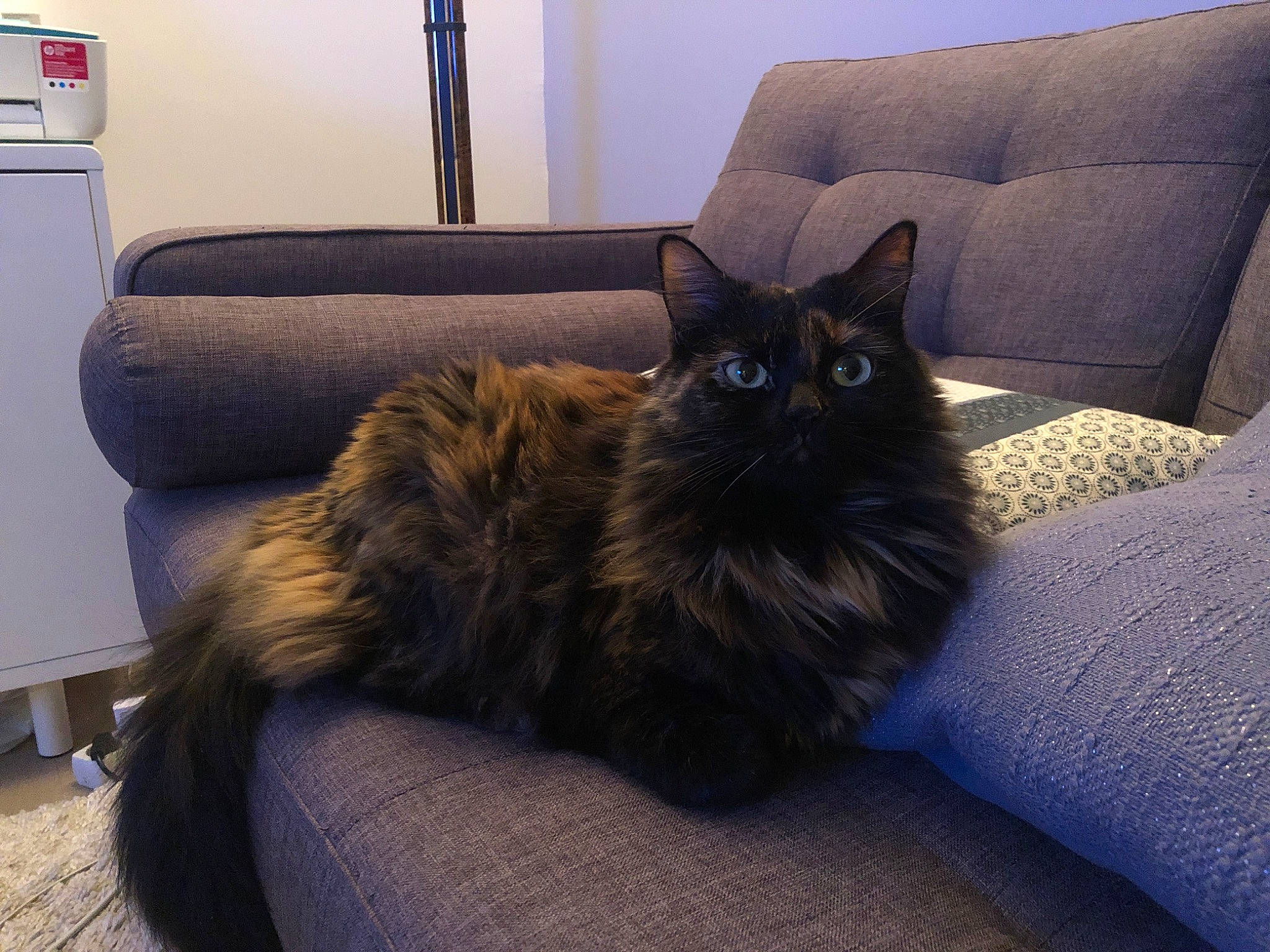 Aloha a rejoint le concours — aidez-le/la à gagner de superbes lots ! black_cat, brown, carnivore, cat, comfort, couch, felidae, floor, flooring, fur, furniture, grey, hardwood, living_room, picture_frame, room, small_to_medium_sized_cats, studio_couch, whiskers, wood